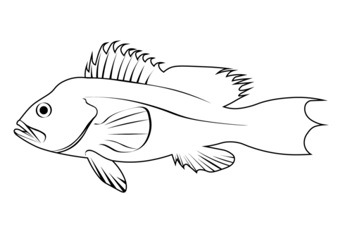 Black Sea Bass (Centropristis Striata) Coloring Page